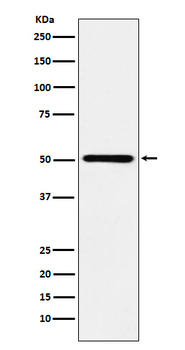 RING1 Recombinant Rabbit Monoclonal Antibody