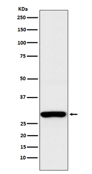 ALYREF Recombinant Rabbit Monoclonal Antibody