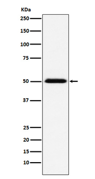 TCP1 beta Recombinant Rabbit Monoclonal Antibody