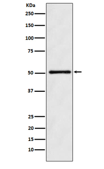 ODC1 Recombinant Rabbit Monoclonal Antibody