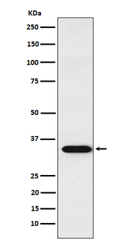 TNFSF13 Recombinant Rabbit Monoclonal Antibody