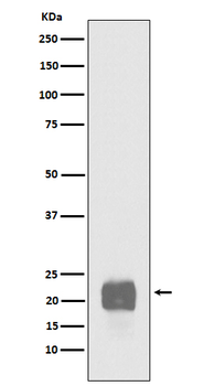 Cripto Recombinant Rabbit Monoclonal Antibody