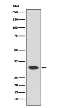 OTX2 Recombinant Rabbit Monoclonal Antibody