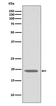 Glucagon Recombinant Rabbit Monoclonal Antibody