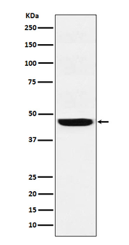 SEC61A1/2 Recombinant Rabbit Monoclonal Antibody