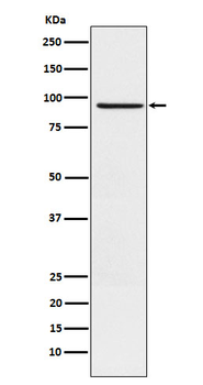 RAP1GAP Recombinant Rabbit Monoclonal Antibody