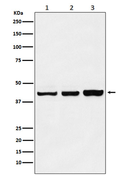 PRMT6 Recombinant Rabbit Monoclonal Antibody