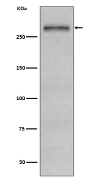 Fibronectin Recombinant Rabbit Monoclonal Antibody