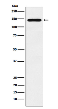 Jarid2 Recombinant Rabbit Monoclonal Antibody