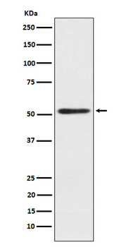 SRP54 Recombinant Rabbit Monoclonal Antibody