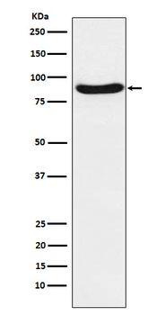 SIRP Alpha Recombinant Rabbit Monoclonal Antibody