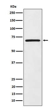 EIF2A Recombinant Rabbit Monoclonal Antibody