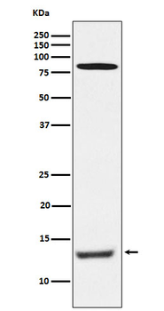 PEN2 Recombinant Rabbit Monoclonal Antibody