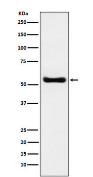 MYST1/KAT8 Recombinant Rabbit Monoclonal Antibody