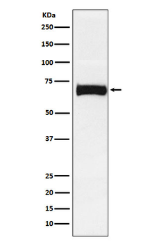 CD112 Recombinant Rabbit Monoclonal Antibody