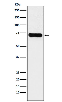 Lysine tRNA synthetase Recombinant Rabbit Monoclonal Antibody