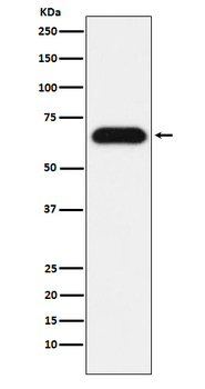 GNL3 Recombinant Rabbit Monoclonal Antibody