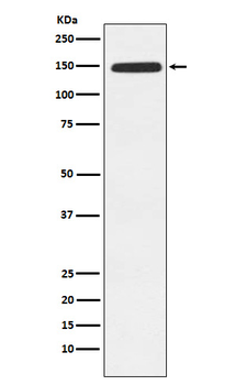 XDH Recombinant Rabbit Monoclonal Antibody