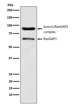RANGAP1 Recombinant Rabbit Monoclonal Antibody