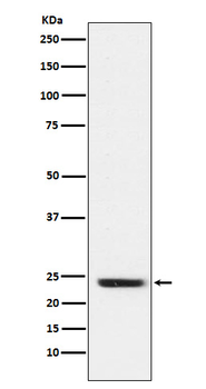 FNDC5 Recombinant Rabbit Monoclonal Antibody