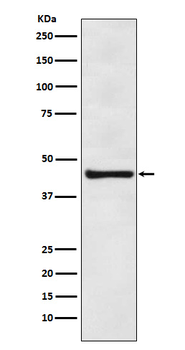 EIF4A3 Recombinant Rabbit Monoclonal Antibody