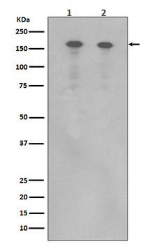 ErbB4 Recombinant Rabbit Monoclonal Antibody