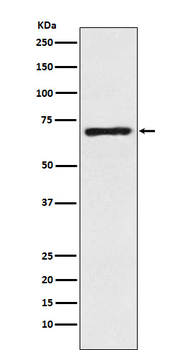 GAT1 Recombinant Rabbit Monoclonal Antibody