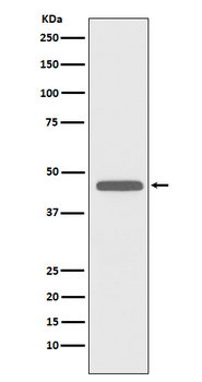 CD83 Recombinant Rabbit Monoclonal Antibody