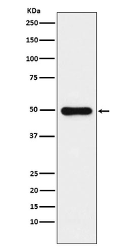 Glutathione synthetase Recombinant Rabbit Monoclonal Antibody