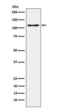 PSGL-1/CD162 Recombinant Rabbit Monoclonal Antibody