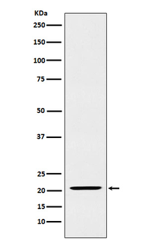IL-23 Recombinant Rabbit Monoclonal Antibody