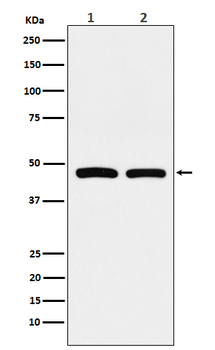 FDFT1 Recombinant Rabbit Monoclonal Antibody
