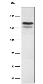 EHMT2 Recombinant Rabbit Monoclonal Antibody