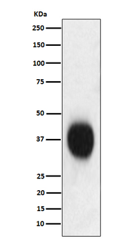 CD53 Recombinant Rabbit Monoclonal Antibody