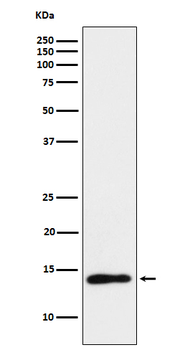 TCL1A Recombinant Rabbit Monoclonal Antibody