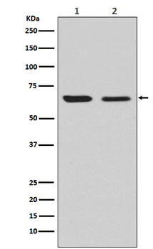 CRMP2 Recombinant Rabbit Monoclonal Antibody