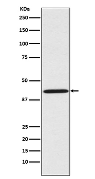 Sprouty 2 Recombinant Rabbit Monoclonal Antibody