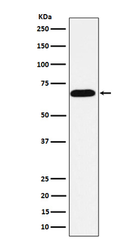 ALPI Recombinant Rabbit Monoclonal Antibody