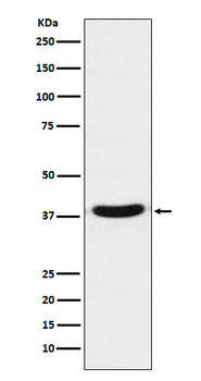 VPS26 Recombinant Rabbit Monoclonal Antibody
