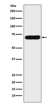 NPRC Recombinant Rabbit Monoclonal Antibody