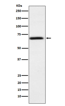 ABCD3 Recombinant Rabbit Monoclonal Antibody