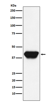 PU.1/Spi1 Recombinant Rabbit Monoclonal Antibody