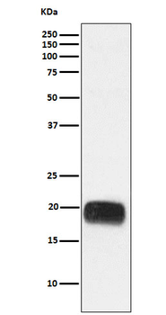 Mammaglobin A Recombinant Rabbit Monoclonal Antibody