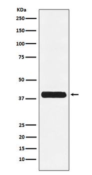 Glycophorin C/CD236 Recombinant Rabbit Monoclonal Antibody