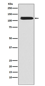 NCX1 Recombinant Rabbit Monoclonal Antibody