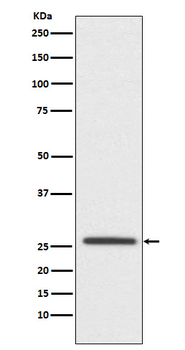 CLDN11 Recombinant Rabbit Monoclonal Antibody