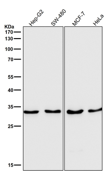 IGFBP7 Recombinant Rabbit Monoclonal Antibody