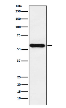 CYP1A2 Recombinant Rabbit Monoclonal Antibody