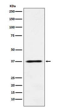 Jab1/COPS5 Recombinant Rabbit Monoclonal Antibody