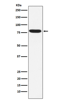 IKK epsilon Recombinant Rabbit Monoclonal Antibody